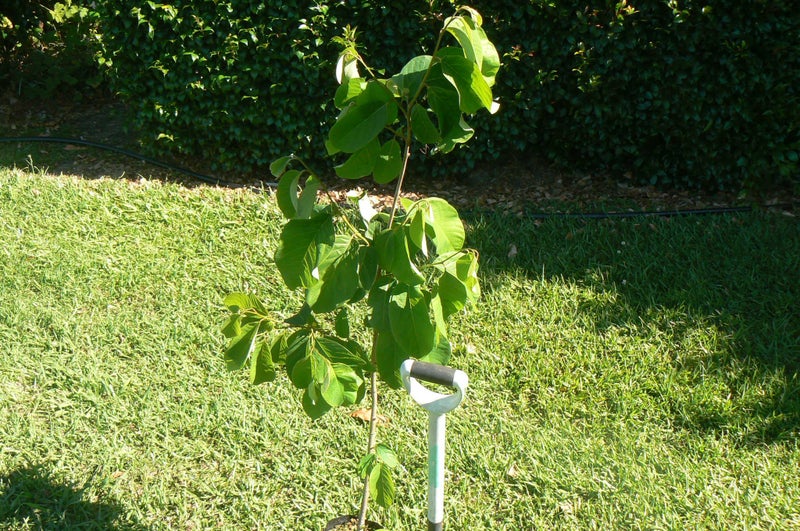 Cherimoya plant- Burtons Favourite62934724856066111