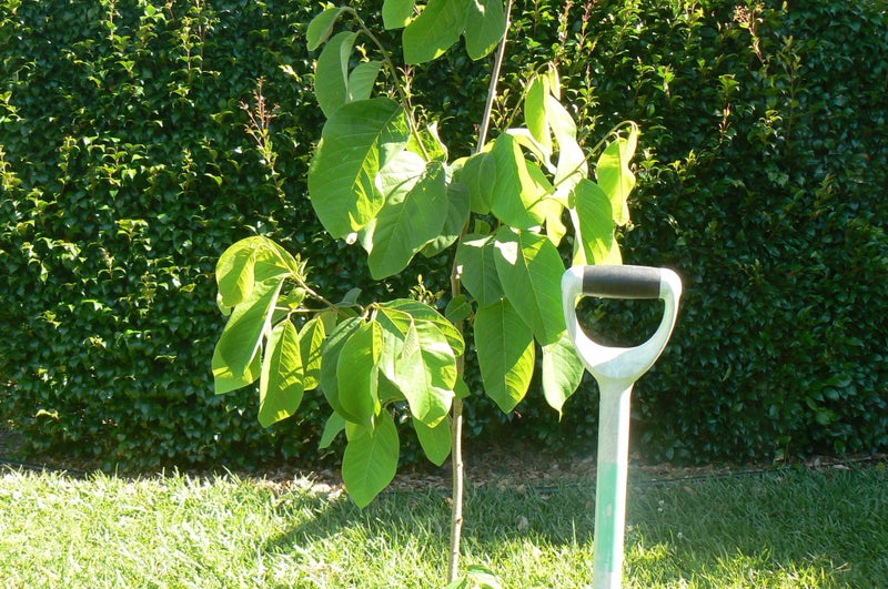 Cherimoya plant- Burtons Favourite62934724856066112