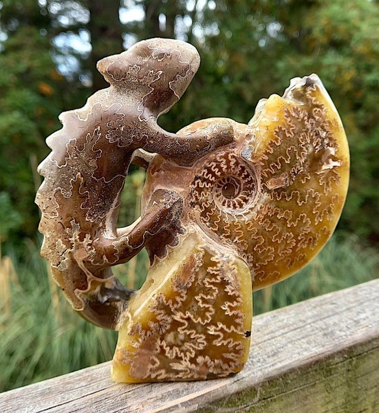 Large Cleonisceras AMMONITE, polished and carved (348g /app: 12cm diam).Super! Carousel 1