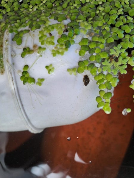 Pond or Coldwater Aquarium Snail Carousel 1