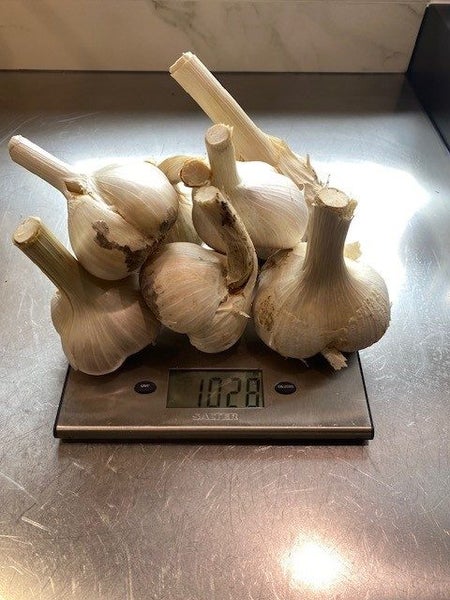 Elephant Garlic- Organically grown in Waikato Carousel 9