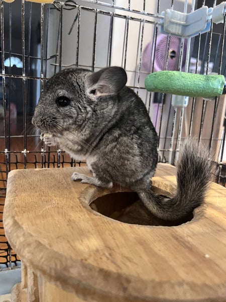 Chinchilla looking for new home! Carousel 4