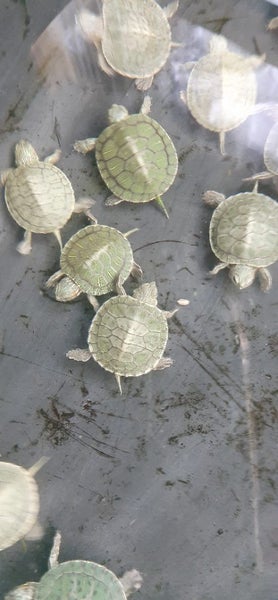 2025 hatchling red eared slider Carousel 2