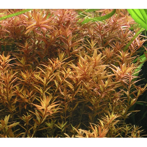 Dwarf Rotala (Rotala Rotundifolia) Carousel 2