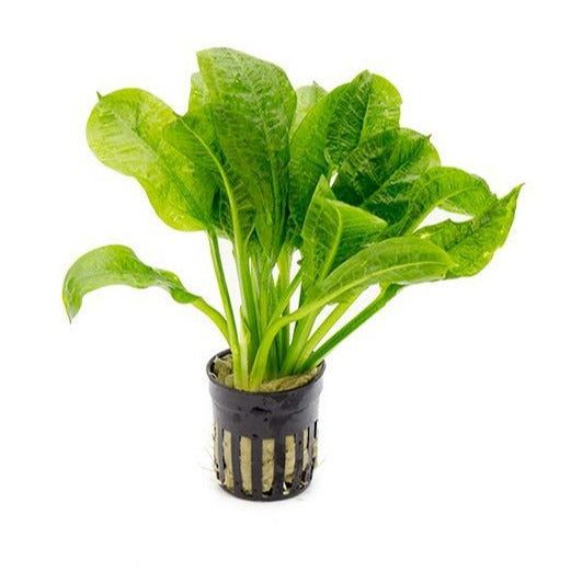 Tropica Sword (Echinodorus Parviflorus Tropica) Carousel 1