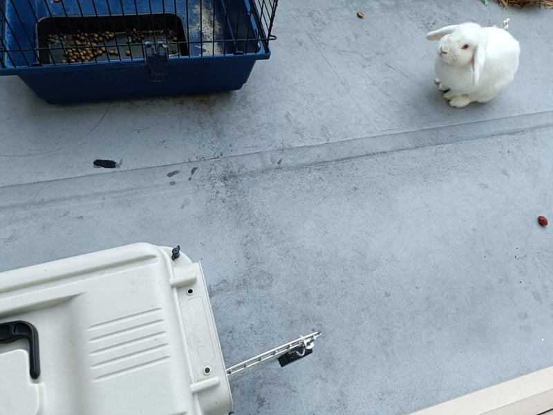 2 Year Old Female Mini Lop Carousel 2