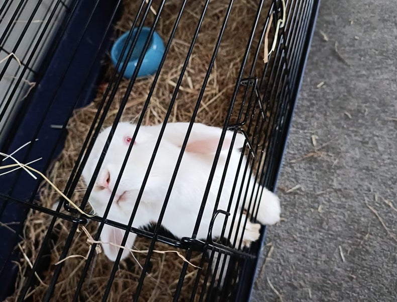 2 Year Old Female Mini Lop Carousel 3