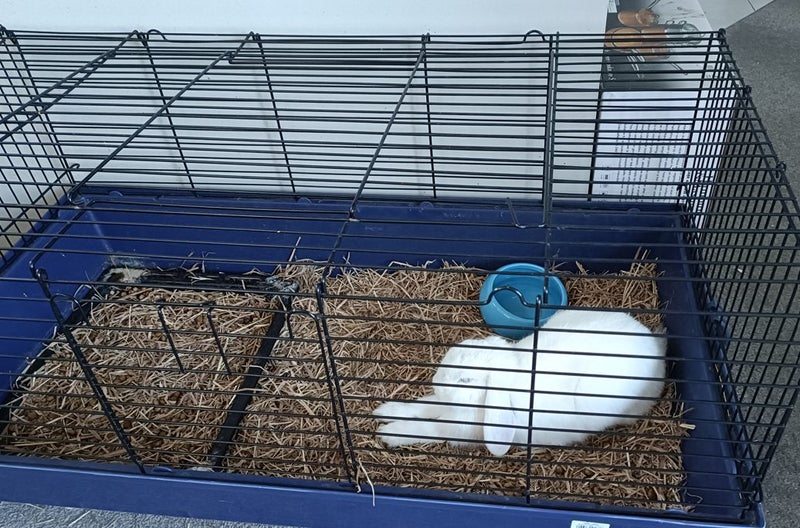 2 Year Old Female Mini Lop Carousel 1