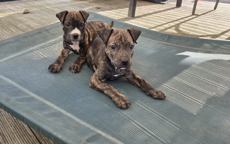 Koda (Ellie's Canine Rescue & Rehome) Carousel 6