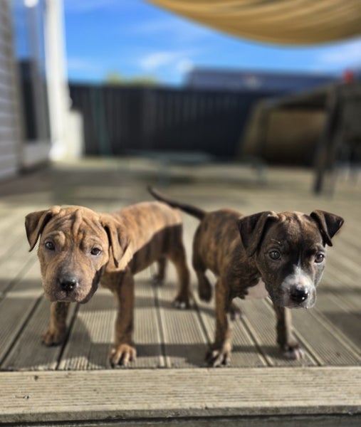 Eden (Ellie's Canine Rescue & Rehome) Carousel 6