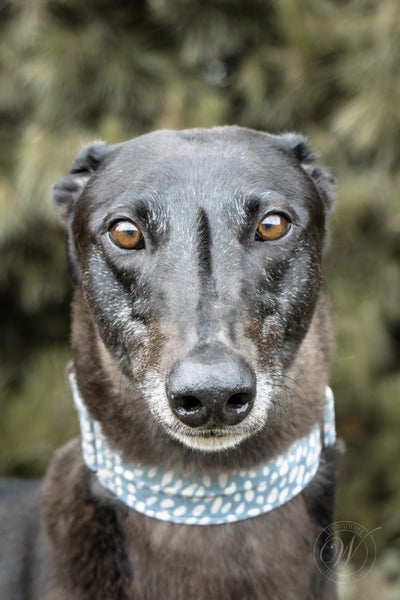 Sunny- Adorable Greyhound Boy Carousel 1