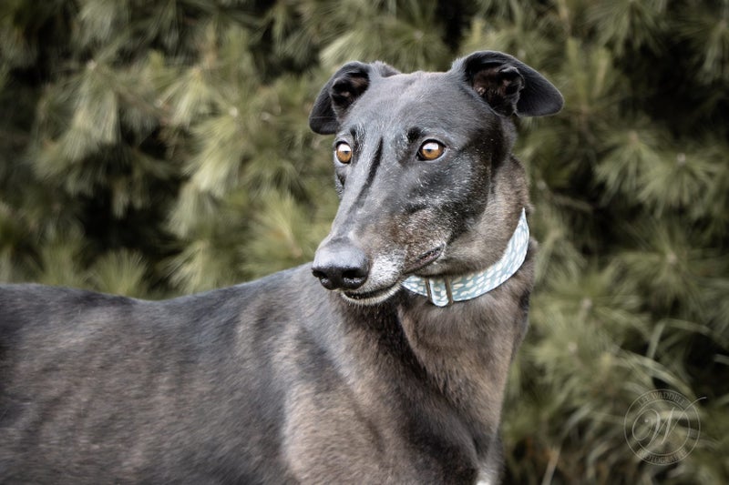 Sunny- Adorable Greyhound Boy Carousel 2