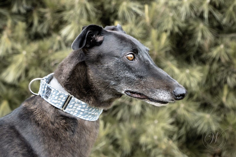 Sunny- Adorable Greyhound Boy Carousel 3