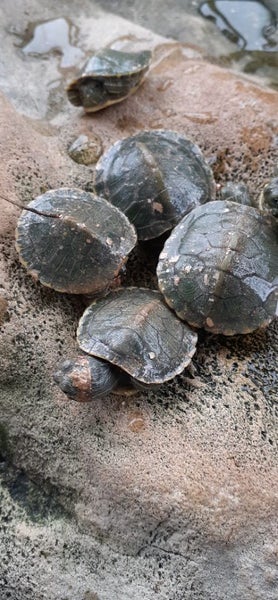 2025 hatchling red eared slider Carousel 5