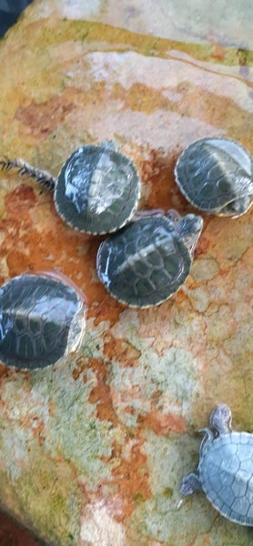 2025 hatchling red eared slider Carousel 2