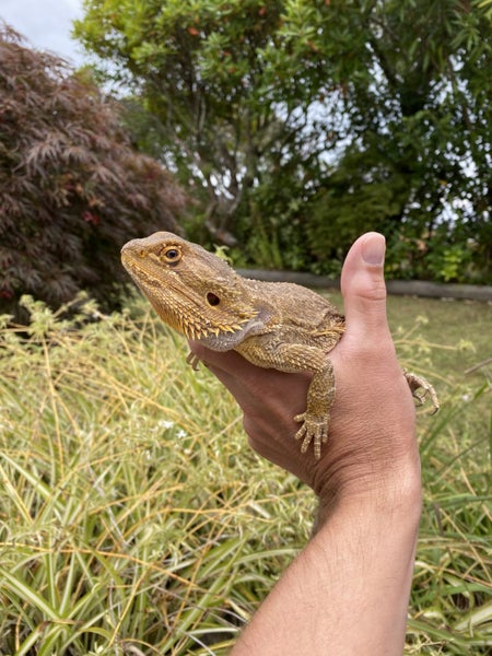 Loving Home Wanted for 2 year old Bearded Dragon Carousel 2