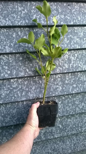 Griselinia Broadway Mint (10cm) Carousel 2