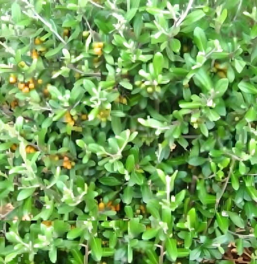 Corokia Yellow Wonder x 50 Carousel 1