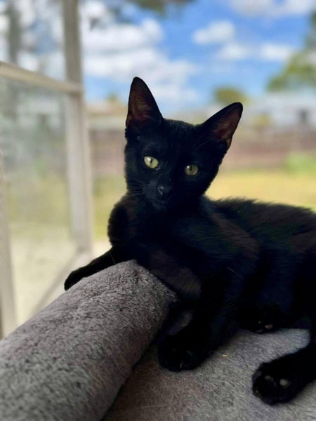 Rescue Kitten Drake Carousel 1