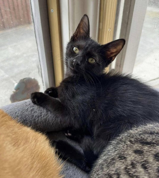 Rescue Kitten Drake Carousel 2