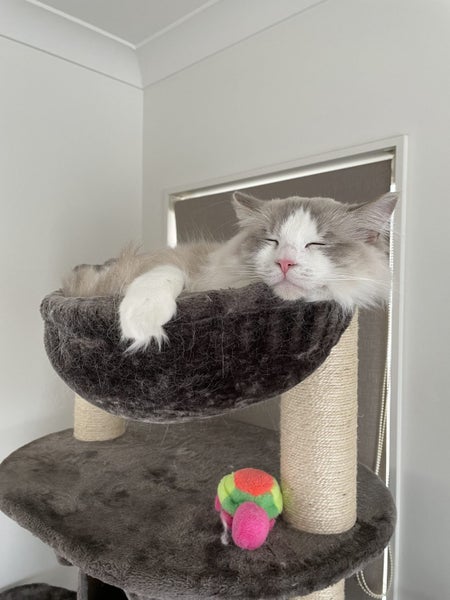 Brand New Cat Tree Part - Hammock - Grey Large Carousel 2