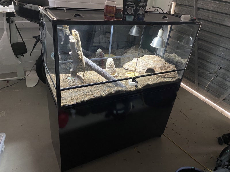 Loving Home Wanted for 2 year old Bearded Dragon Carousel 6