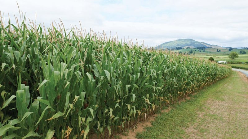 MAIZE SILAGE FOR SALE Carousel 1