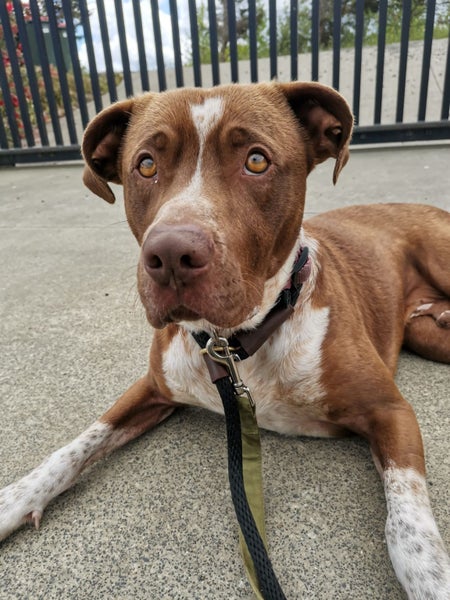 MAX, the lovable goofball (ARAN Rescue AUCKLAND) Carousel 5