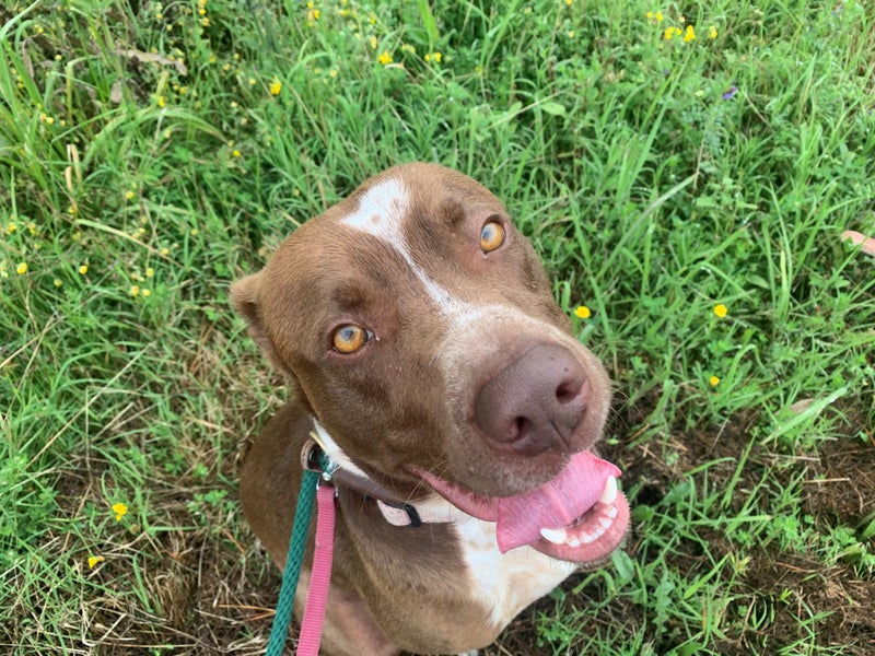 MAX, the lovable goofball (ARAN Rescue AUCKLAND) Carousel 1