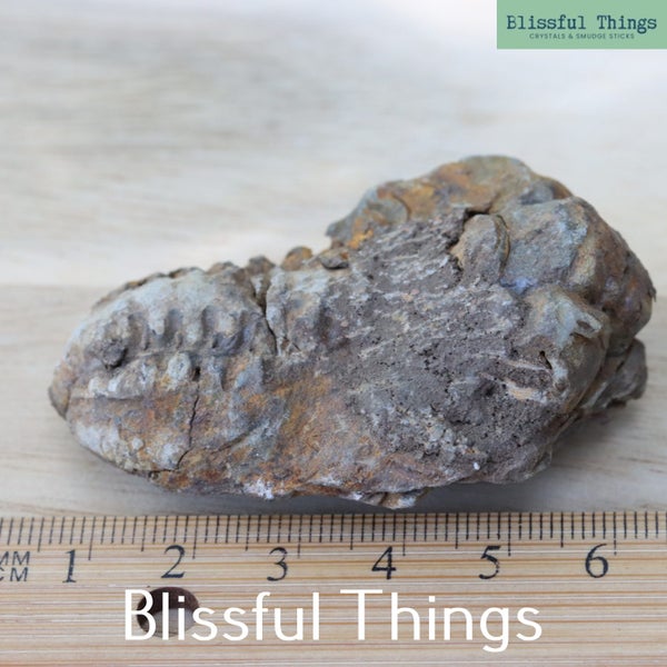 Trilobite (TMz37) Carousel 6