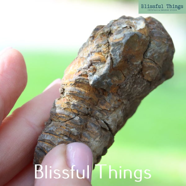 Trilobite (TMz37) Carousel 2