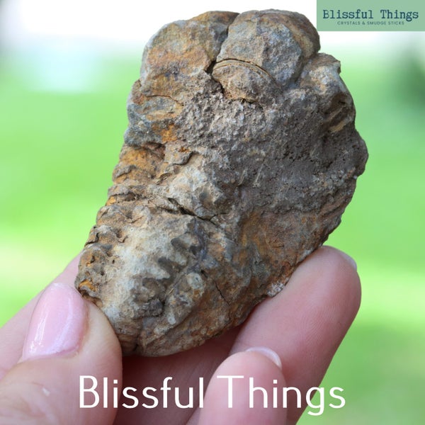 Trilobite (TMz37) Carousel 1