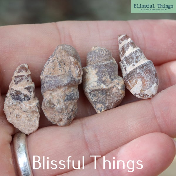 Agatized Gastropods x4 (TMz32) Carousel 1