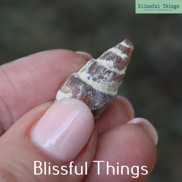 Agatized Gastropods x4 (TMz32) Carousel 2