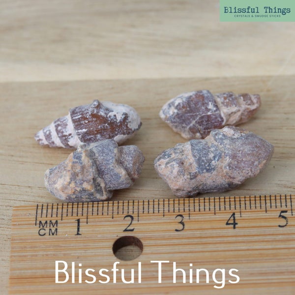 Agatized Gastropods x4 (TMz32) Carousel 6