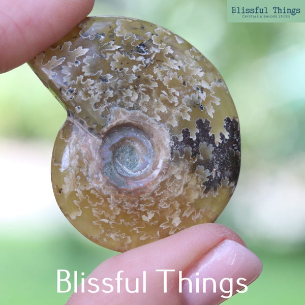 Polished Ammonite with Opal (TMz46) Carousel 1
