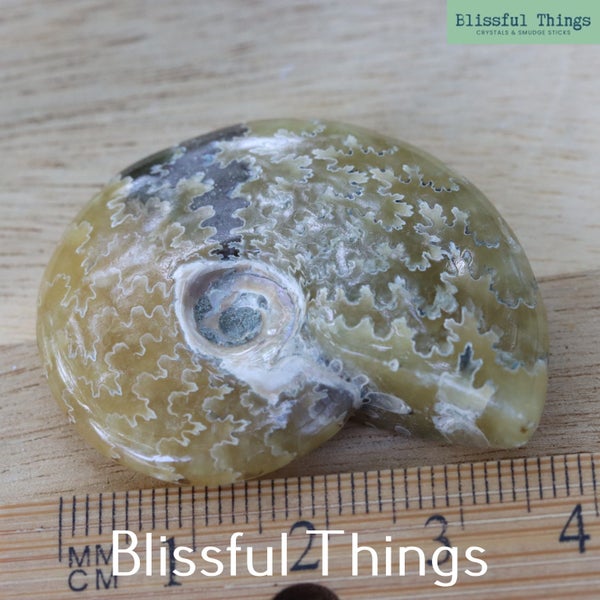 Polished Ammonite with Opal (TMz46) Carousel 5