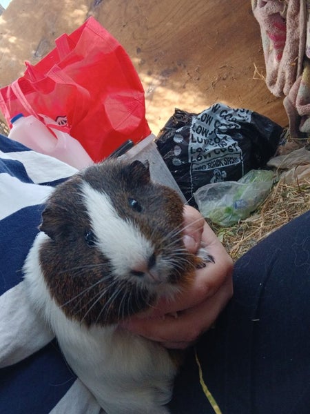Guinea pigs ×3 Carousel 3
