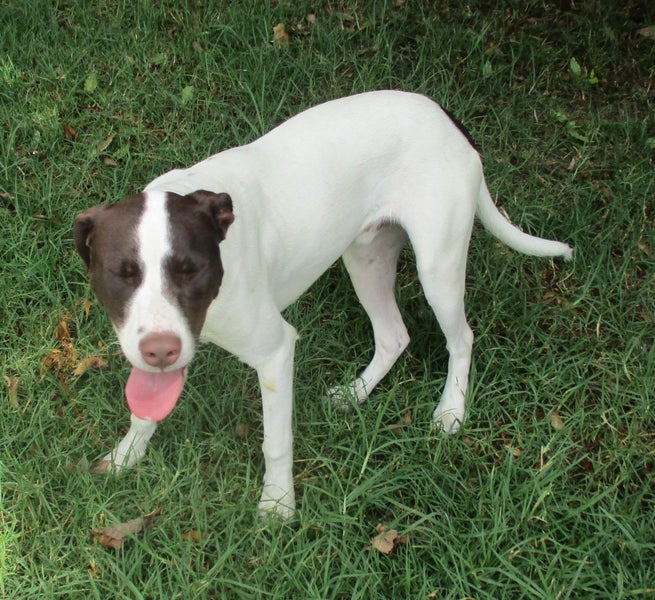 HUMANE SOCIETY RESCUE DOG - SHAMUS THE POINTER Carousel 3