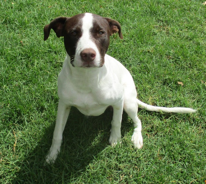 HUMANE SOCIETY RESCUE DOG - SHAMUS THE POINTER Carousel 1