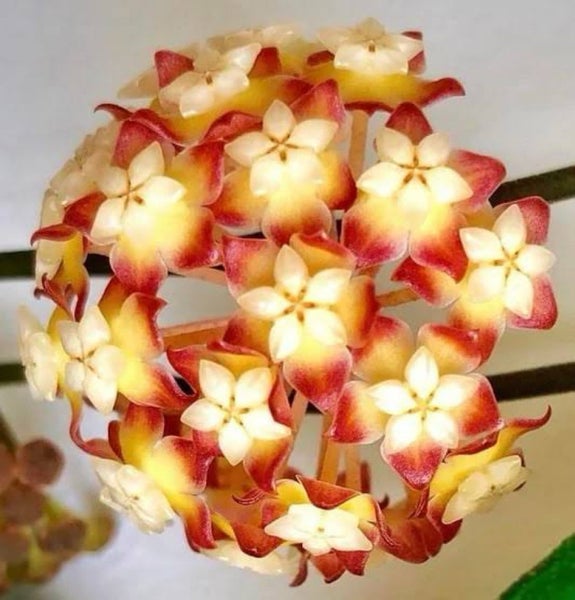 Hoya Chicken Farm Carousel 1