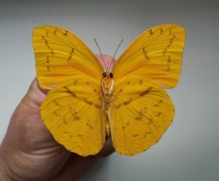 Phoebis avellaneda CUBA!! The Most Beautiful Pieridae!! Carousel 3