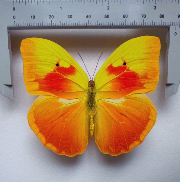 Phoebis avellaneda CUBA!! The Most Beautiful Pieridae!! Carousel 1