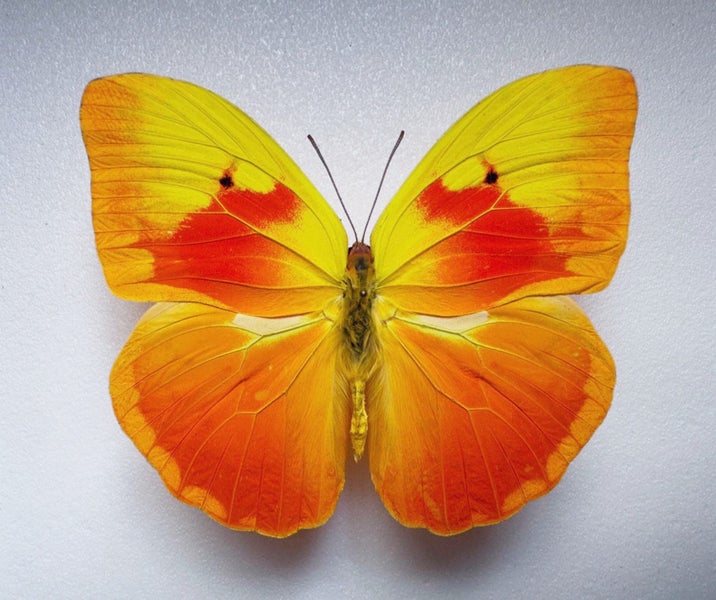 Phoebis avellaneda CUBA!! The Most Beautiful Pieridae!! Carousel 2