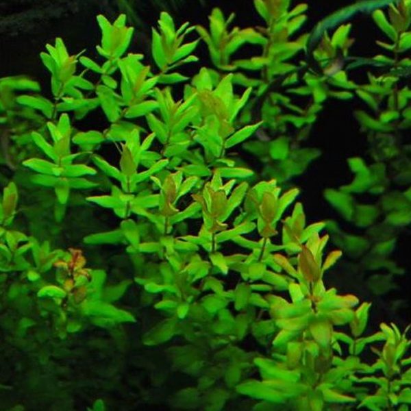 Rotala Macrandra Pink Carousel 1