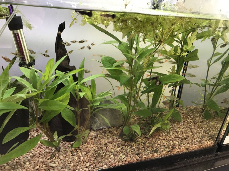 Beginner Plant Pack63613765524098112