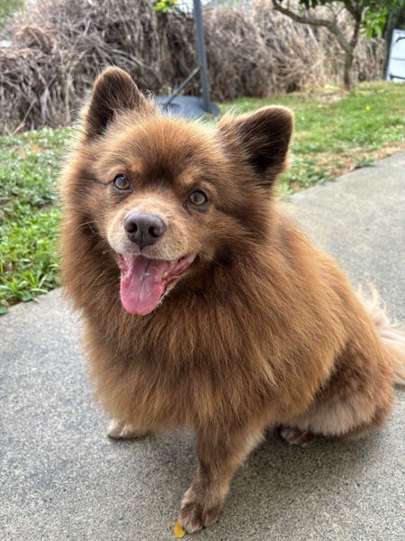 Tate Rescue Dog - CDRRNZ Carousel 1