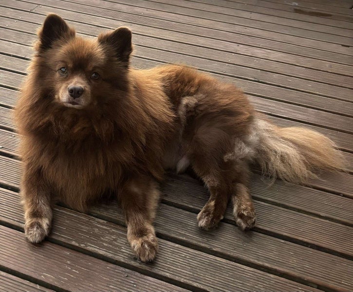 Tate Rescue Dog - CDRRNZ Carousel 2