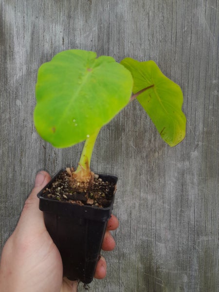 Colocasia Maui Gold Carousel 1
