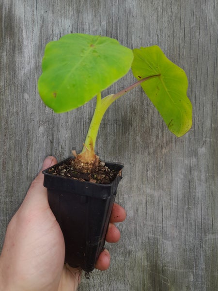 Colocasia Maui Gold Carousel 2